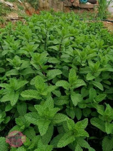 زيت النعناع الأخضر ES85