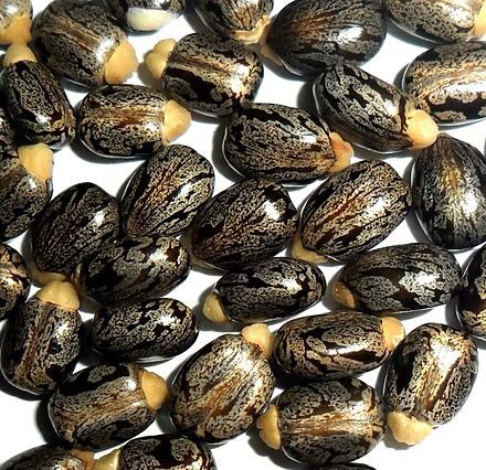 زيت الخروع الاسود CR13