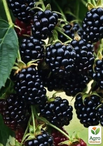 زيت بذور التوت الاسود CR27