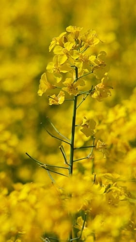 زيت الكانولا CR26