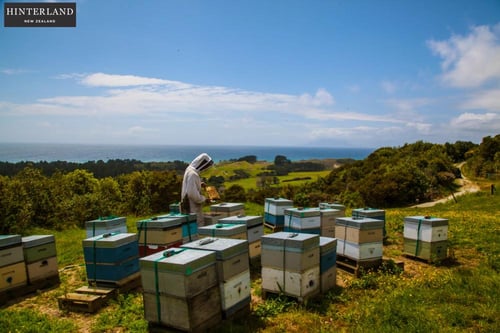 هنترلاند عسل المانوكا النيوزيلندي +550 MGO