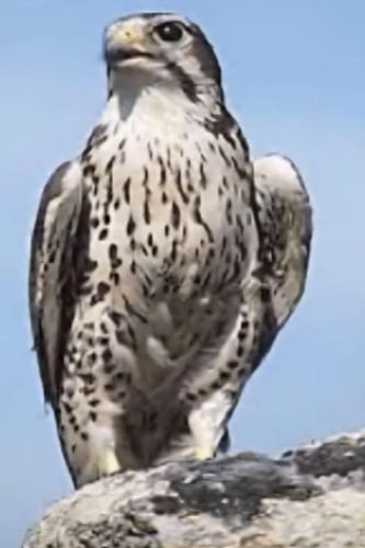 خاتم عقيق يماني مصور صقر طبيعي