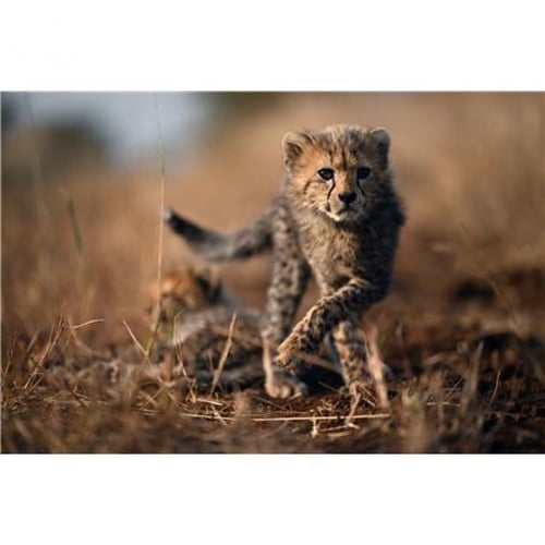 نيكون Z 9 كاميرا رقمية بدون مرآة هيكل Nikon Z 9 Mi...