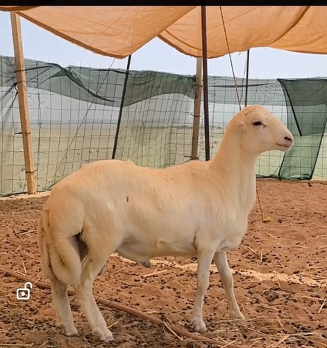 رفيدي بلدي ٩ شهور