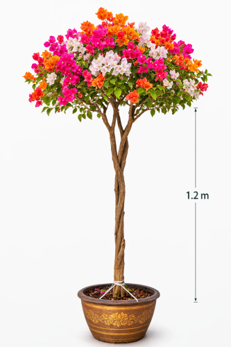 Jahanami Thai restaurant 3-5 colors (1.2 meters)
