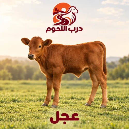 العجل