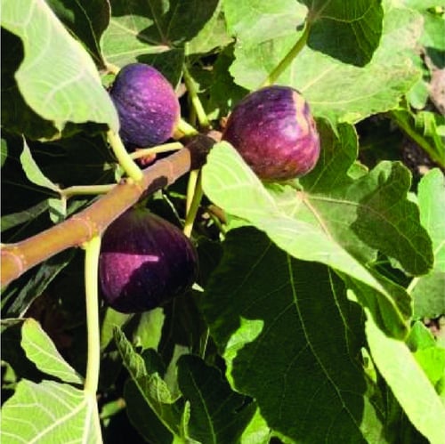 تين اسباني اسود او ما يسمى باللغة الانجليزية Ficus...