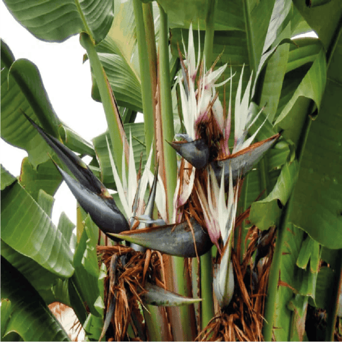 نبات عصفور الجنة و اسمه العلمي Strelitzia nicolai