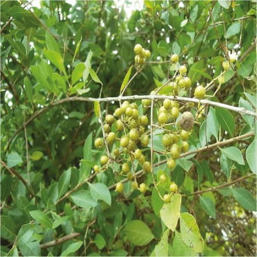 الحناء واسمها العلمي Lawsonia Inermis النبات سريع...