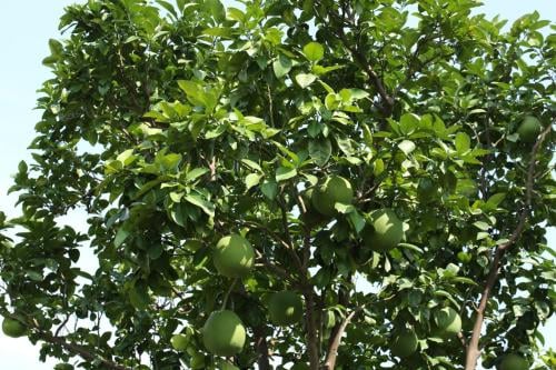شجرة البوملي ـpomelo