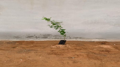 كيس شتلة ( ليمون مكسيكي )