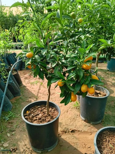 كيمكوات مركن 28