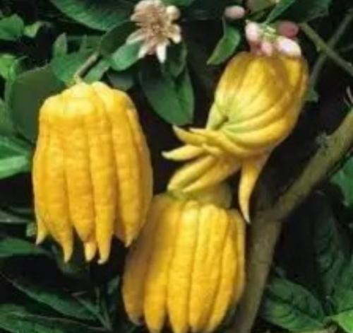 كيس شتلة ( ليمون يد بوذا )