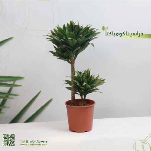 نبات دراسينا كومباكتا اسمها العلمي Dracaena compac...