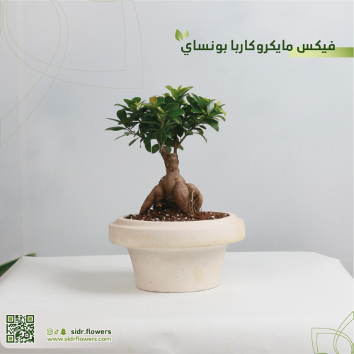 فيكس مايكروكاربا بونساي مجهزة في مركن فخار انيق
