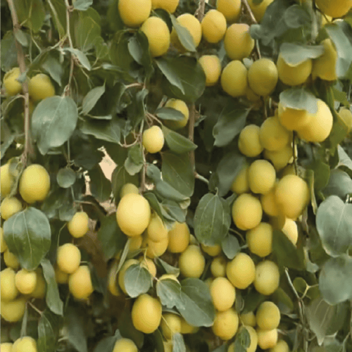 شتلة سدر سكري كبير مركن 28 او كما يعرف ب Ziziphus...