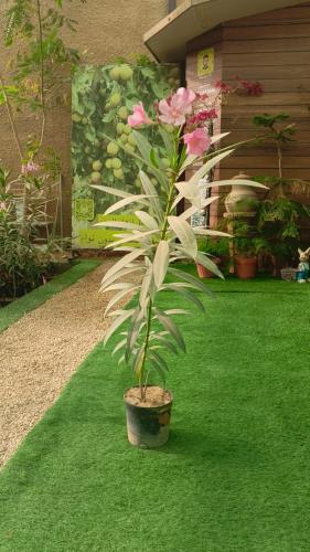 نبتة الدفلى (Nerium oleander)