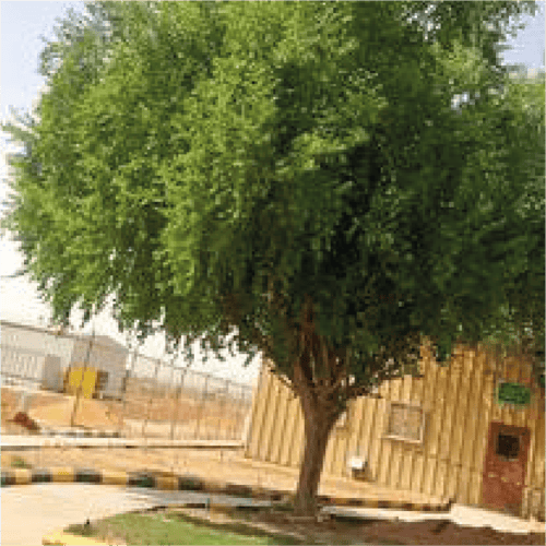 شتلة سدر بلدي بذور بنغالي او كما يعرف ب Ziziphus s...