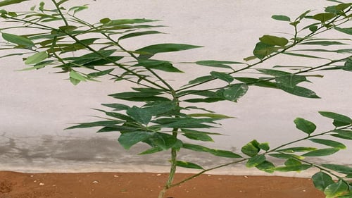 كيس شتلة ( كيمكوات مستطيل )