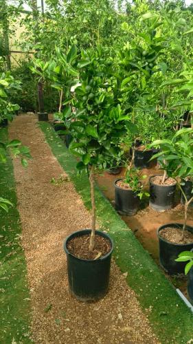 يوسفي مغربي او Citrus reticulata