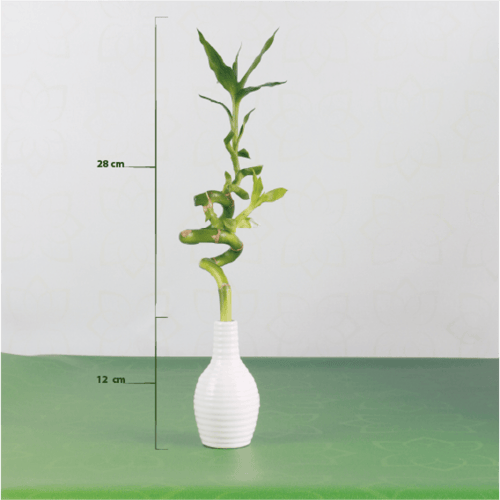 نبتة ساق البامبو مجهزة في اصيص ابيض