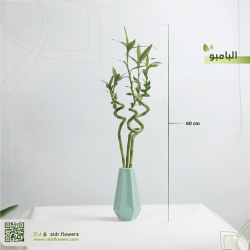 مجموعة بامبو مجهزة في فازة