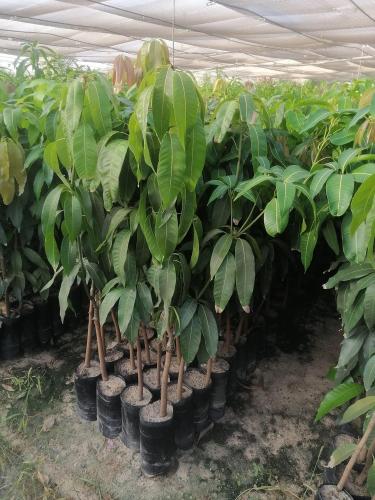 كيس كبير (مانجو عويس)