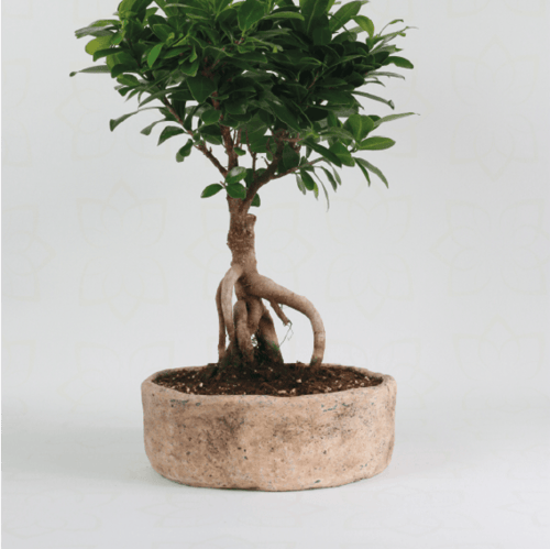 نبتة فيكس ميكروكاربا ويصطلح عليها ايضا Ficus Panda...