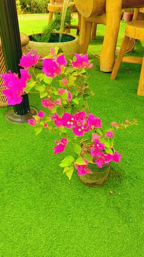 الجهنمية (Bougainvillea) – نبتة زينة استوائية