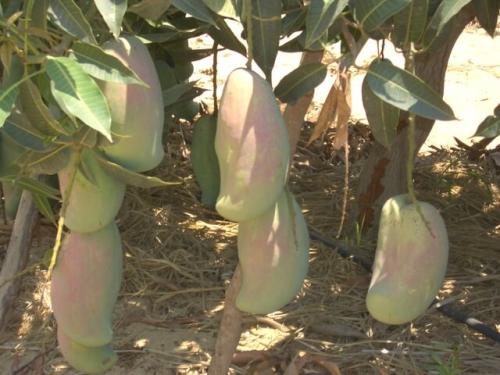 كيس كبير (مانجو صديق)