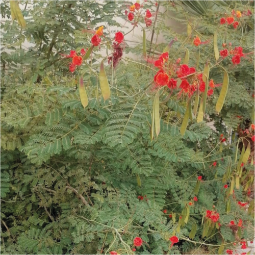 سيسلبينيا او Caesalpinia pulcherrima