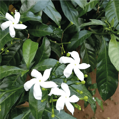 جاردينيا كذاب و يسمى بالانجليزية Tabernaemontana