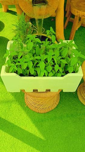 الريحان البلدي (Basil) – نبتة عطرية طازجة