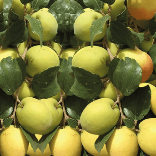 شتلة سدر تفاحي او كما يعرف ب Ziziphus spina-christ...