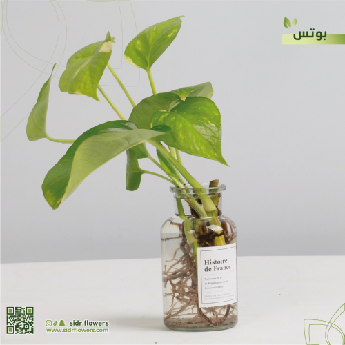 نبات سكندابسوس مجهزة في زجاجة واسمها العلمي Scinda...