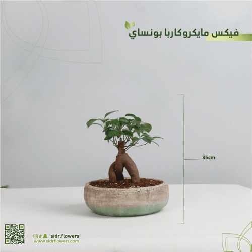 فيكس مايكروكاربا بونساي مجهزة في مركن فخار انيق