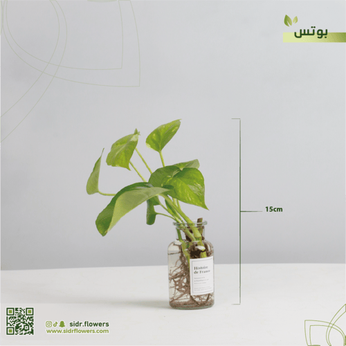 نبات سكندابسوس مجهزة في زجاجة واسمها العلمي Scinda...