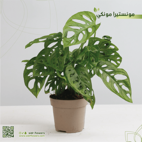 مونستيرا مونكي مركن 12سم نبات مونستيرا ادنسوني - M...