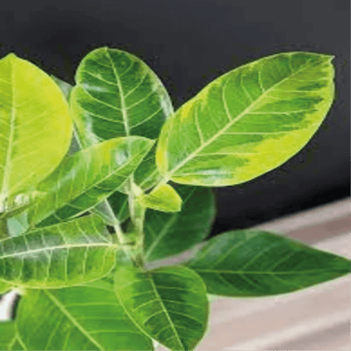 فيكس أمريكي او فيكس التسيما و اسمها العلمي Ficus a...