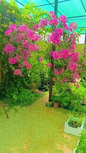 Bougainvillea (جهنمية تايلندي)