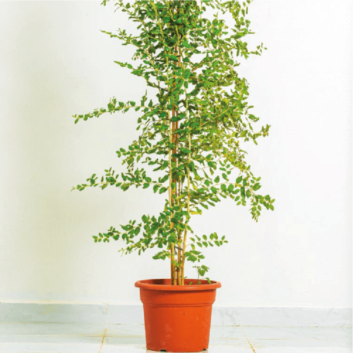 شتلة سدر بلدي بذور بنغالي او كما يعرف ب Ziziphus s...