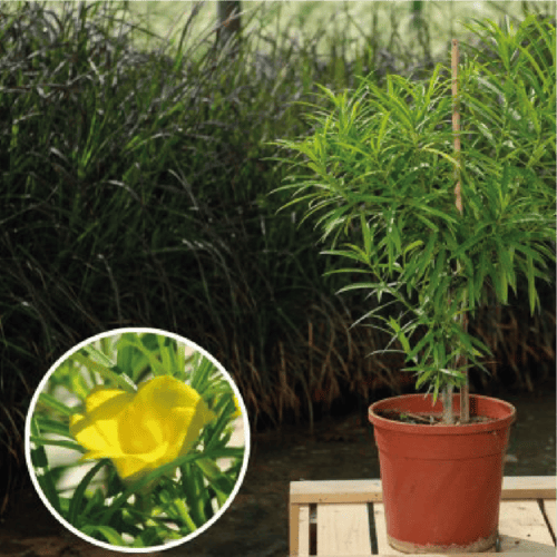 ثيفيتيا او ما تسمى ب Thevetia peruviana