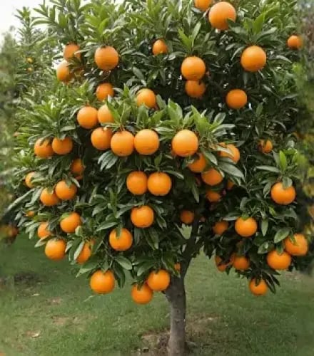 البرتقال أبو سُرّة (Navel Orange)