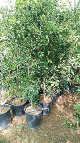 يوسفي مصري Citrus reticulata