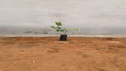 كيس شتلة ( برتقالة حائل )