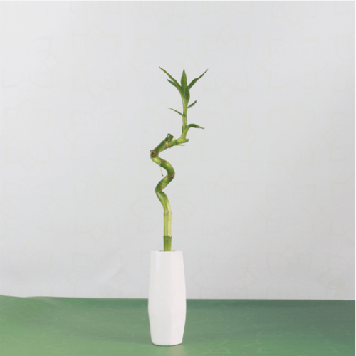 نبتة ساق البامبو مجهزة في اصيص ابيض