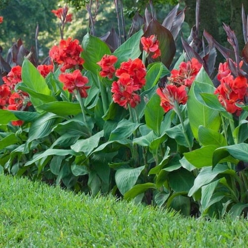 الكنا و اسمها العلمي Canna Lily