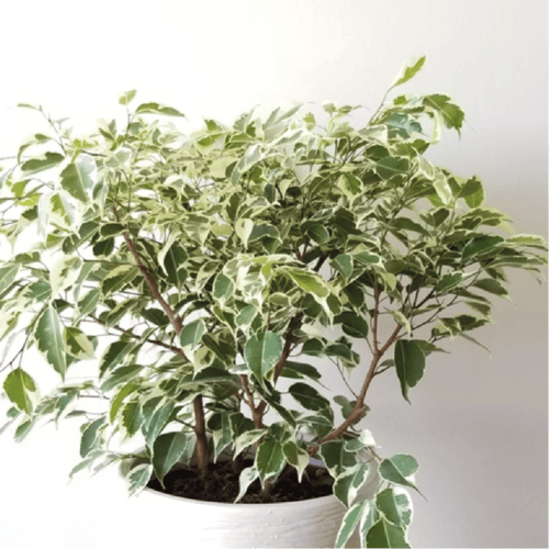 فيكس بنجامينا-Ficus Benjamina