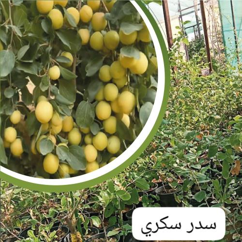 شتلة سدر سكري او كما يعرف ب Ziziphus spina-christi...
