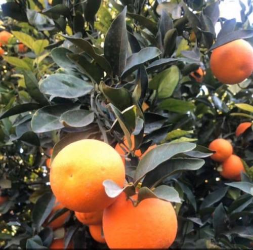 كيس شتلة ( برتقالة حائل )